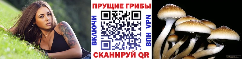 Галлюциногенные грибы ЛСД Тула